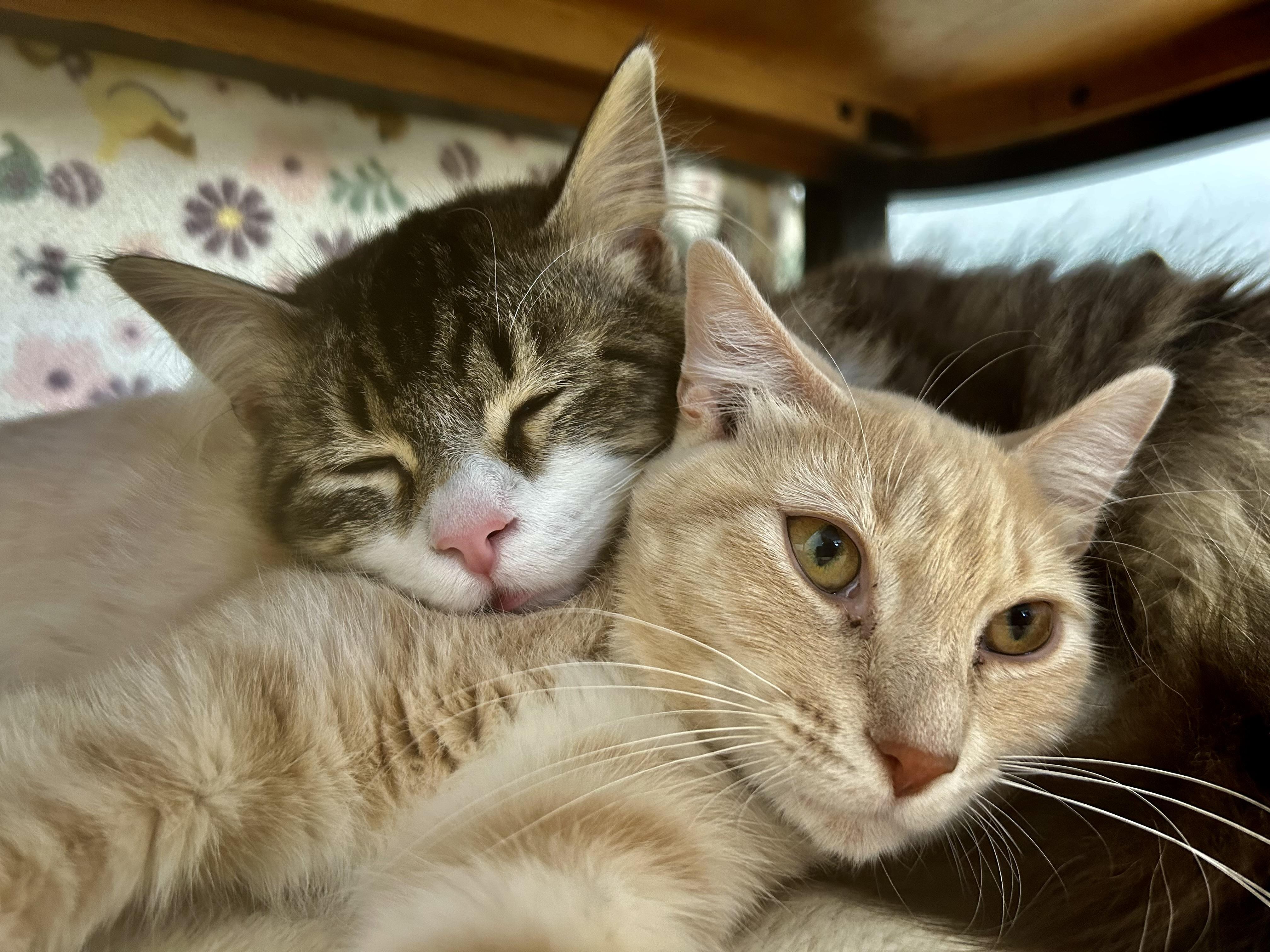 Enlarge Vanilla, a ADOPTABLE Tabby in Grand Rapids, MI image 5/6