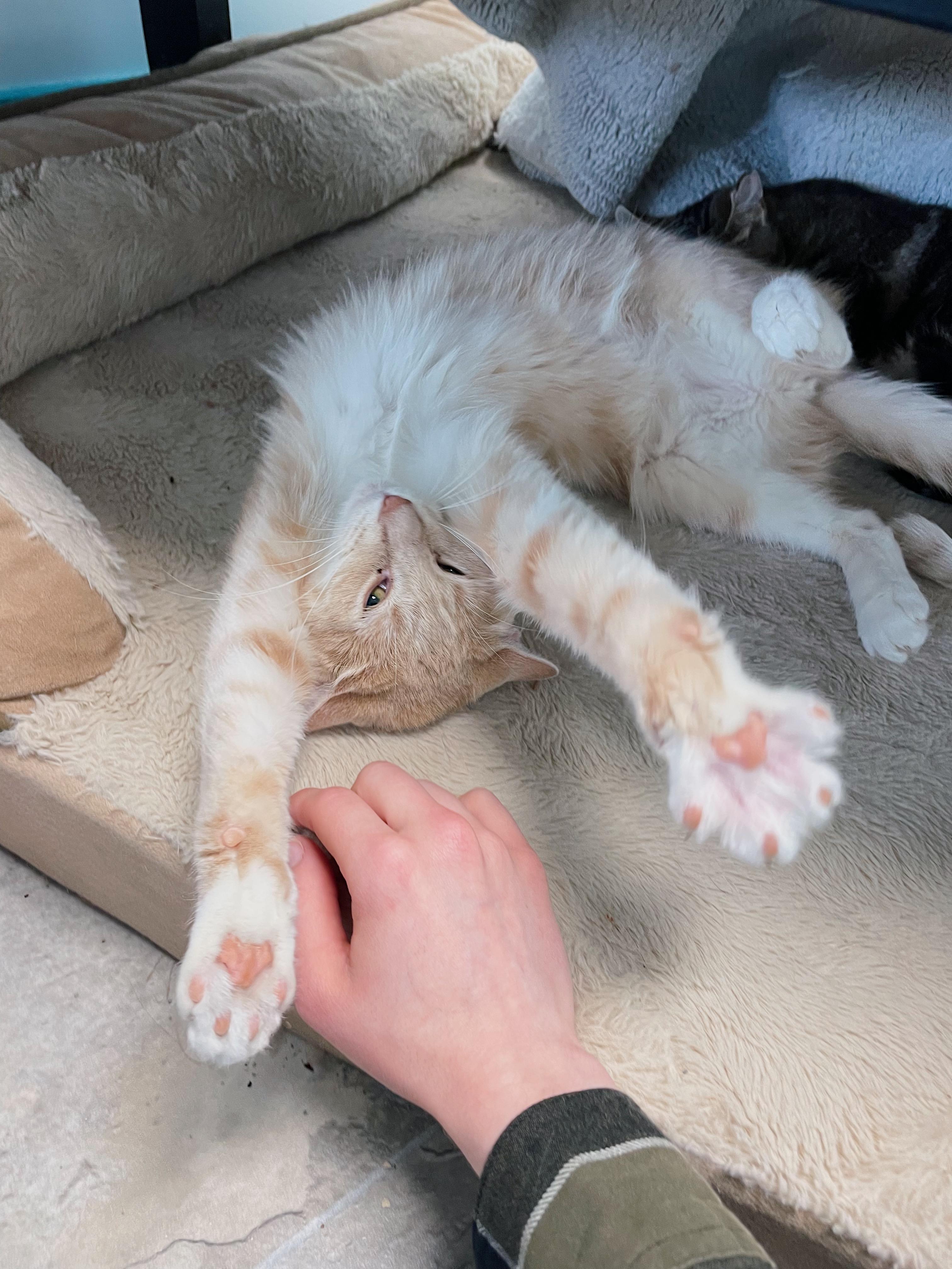 Enlarge Vanilla, a ADOPTABLE Tabby in Grand Rapids, MI image 5/6