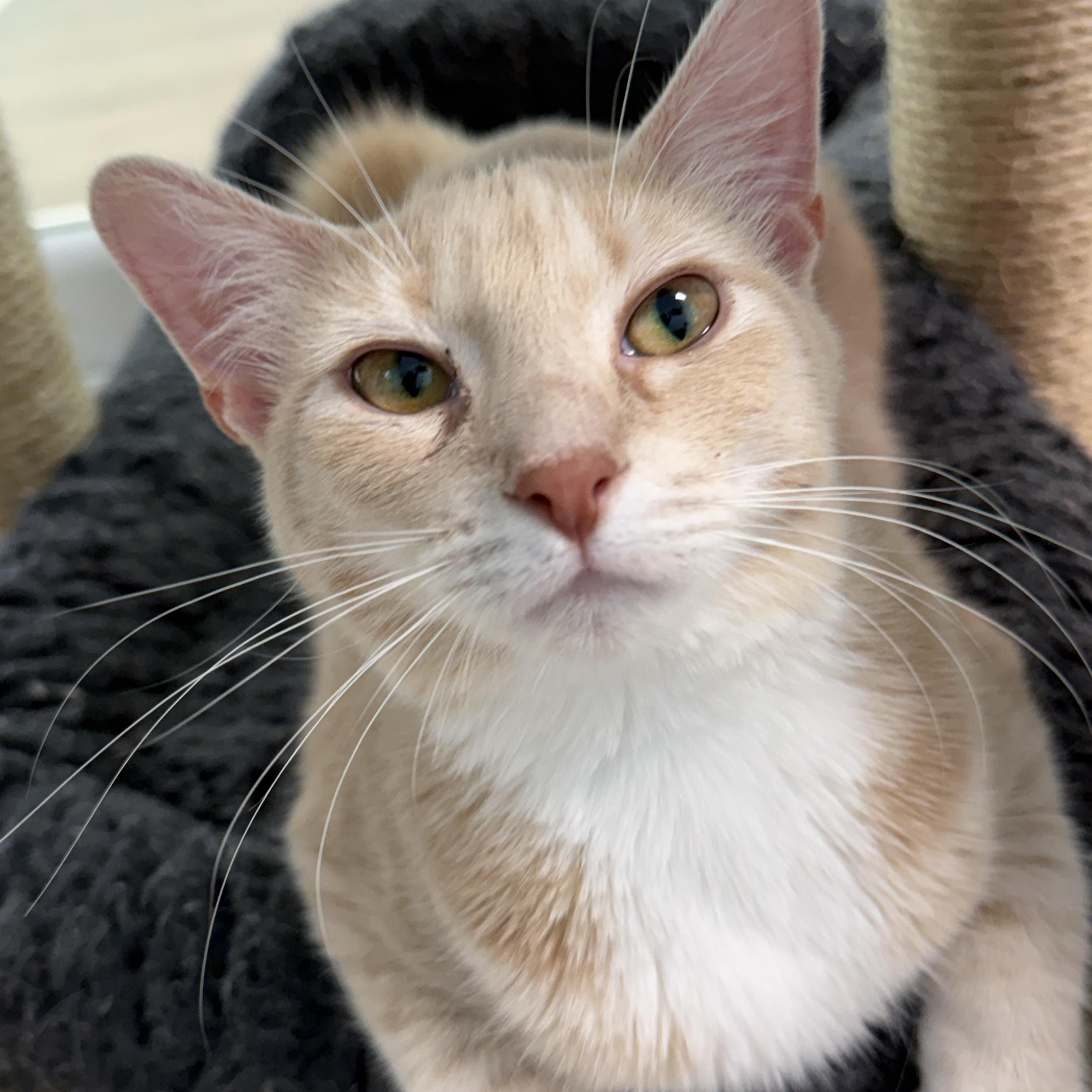 Enlarge Vanilla, a ADOPTABLE Tabby in Grand Rapids, MI image 1/6