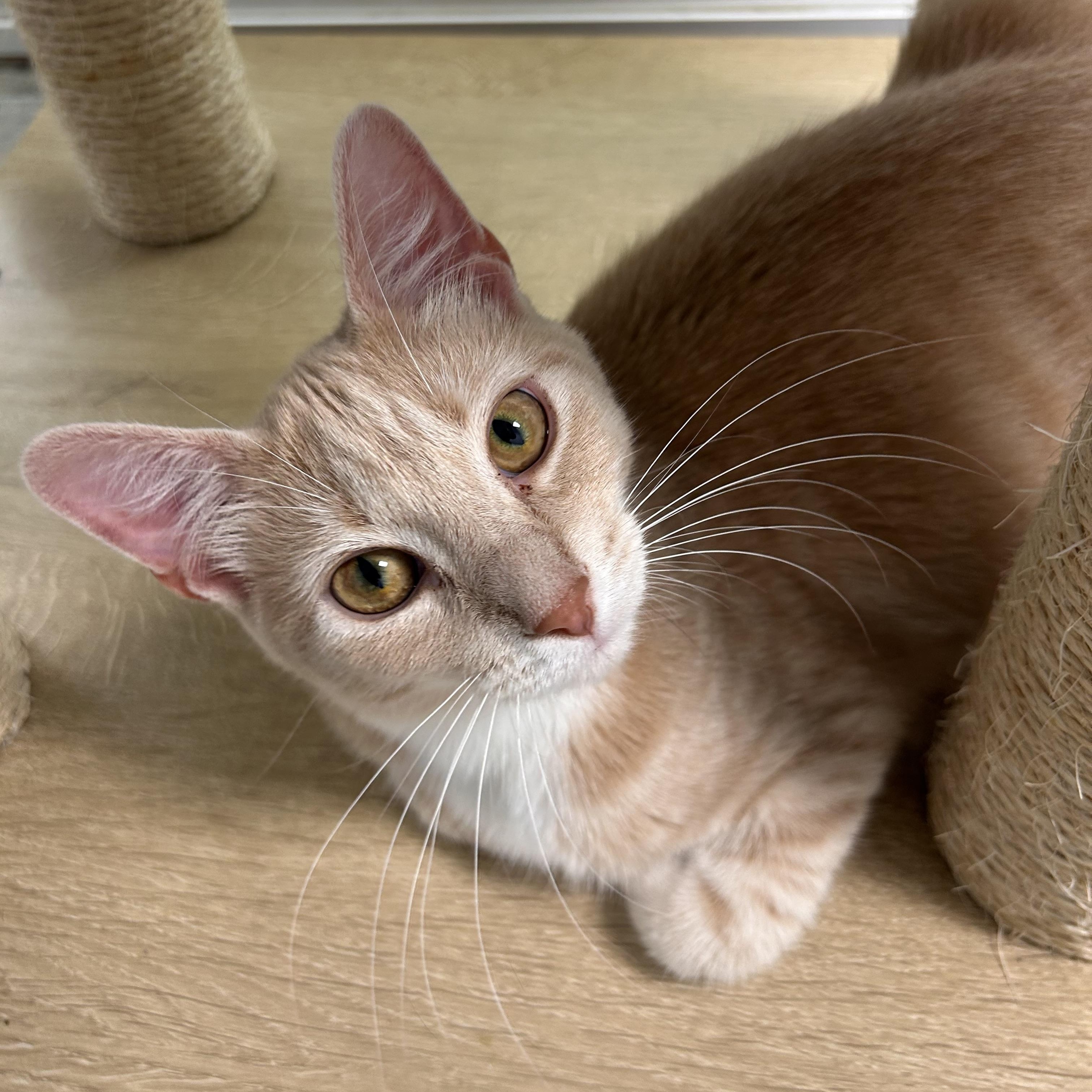 Enlarge Vanilla, a ADOPTABLE Tabby in Grand Rapids, MI image 3/6