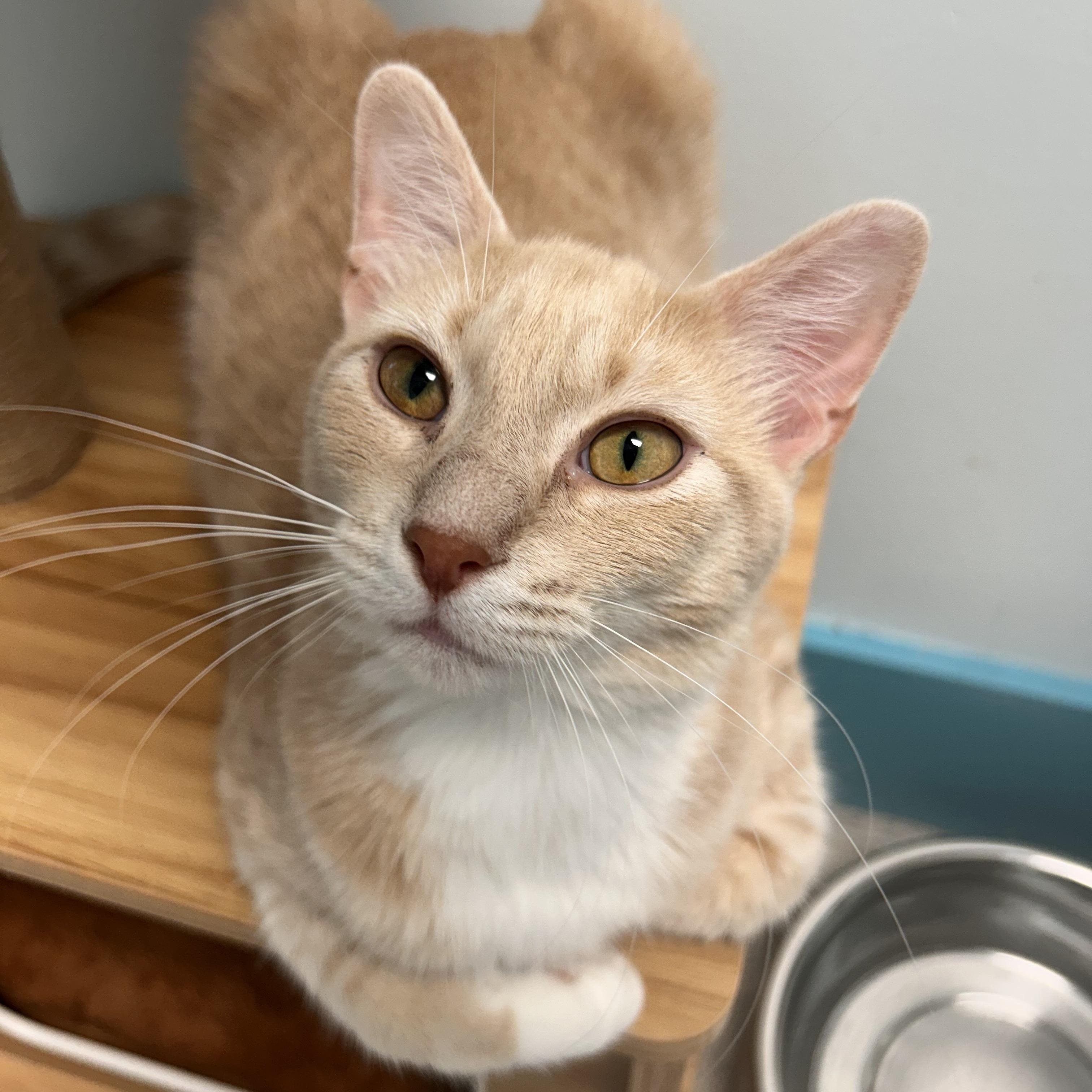 Enlarge Vanilla, a ADOPTABLE Tabby in Grand Rapids, MI image 2/6