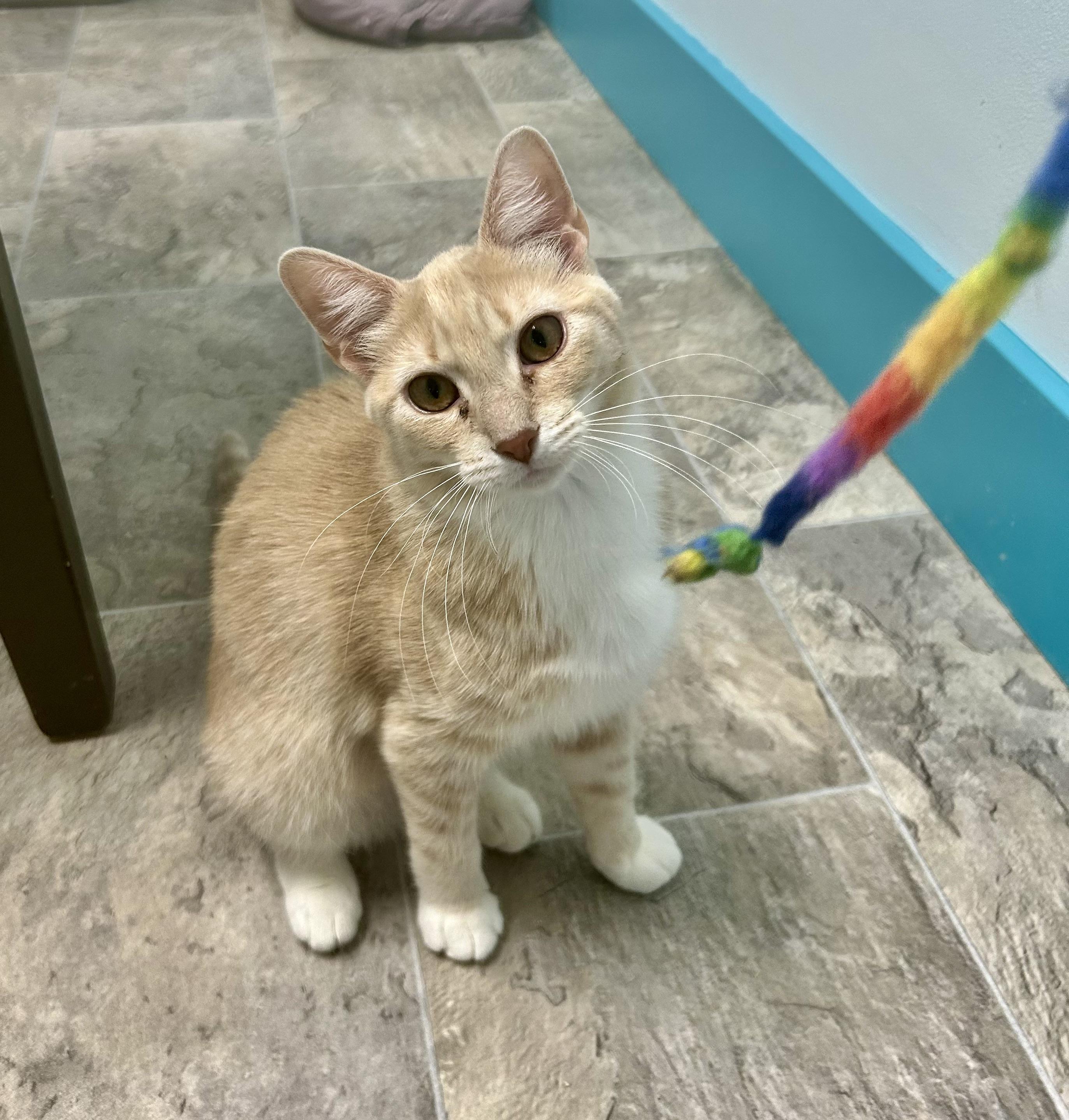 Enlarge Vanilla, a ADOPTABLE Tabby in Grand Rapids, MI image 4/6