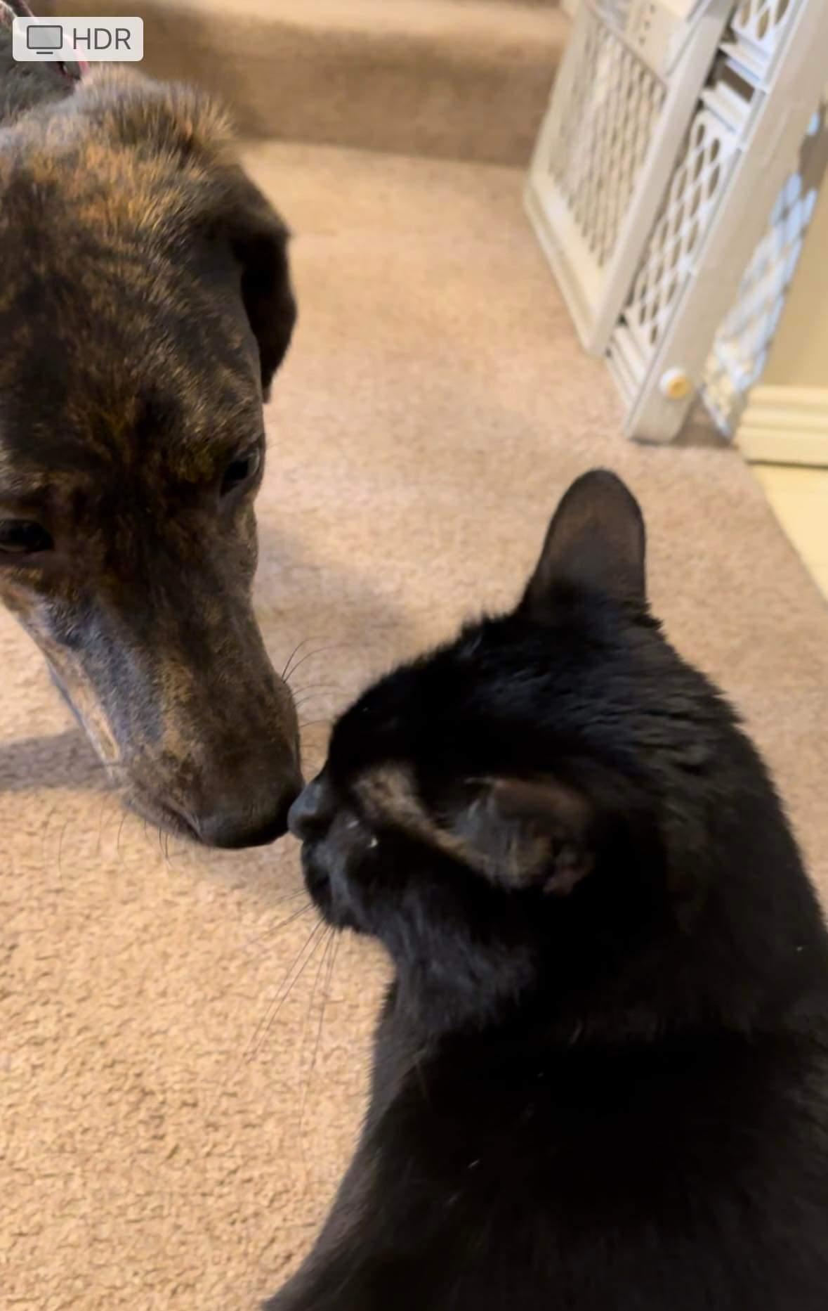 Coco, Adopted, Adult Female English Coonhound & Labrador Retriever.