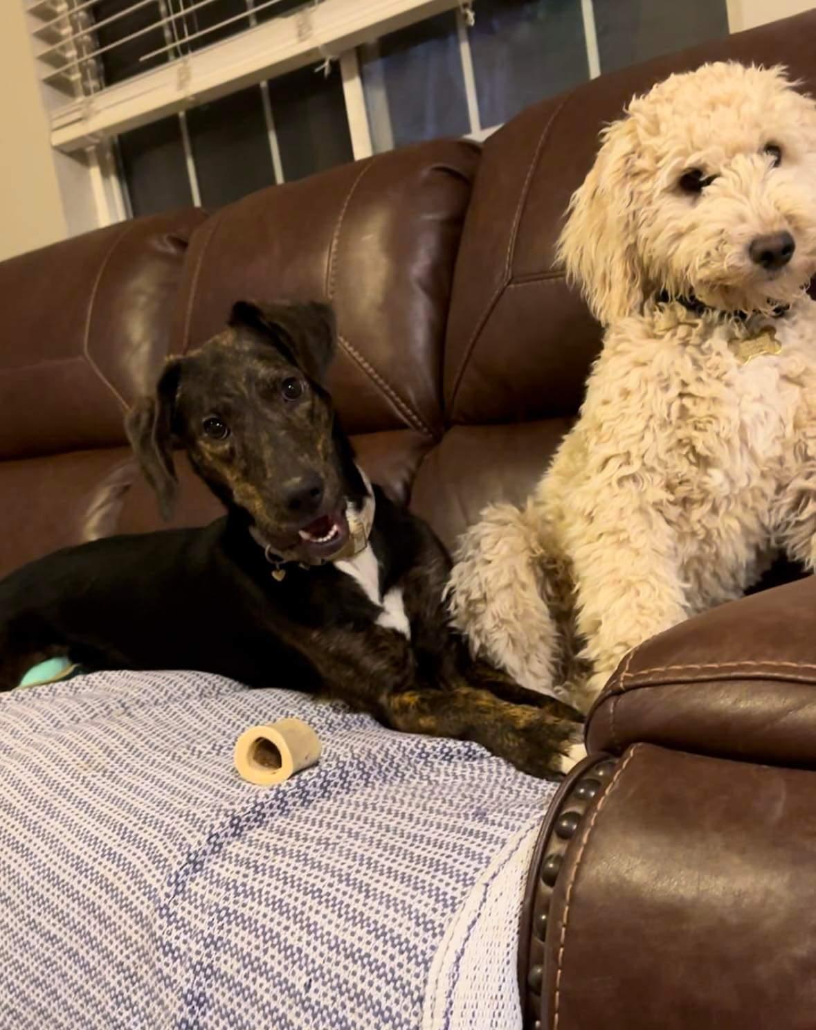 Enlarge Coco, a Adopted mixed breed in Castle Dale, UT image 4/6