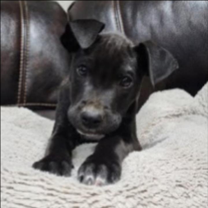 Enlarge Enzo, a Adoptable mixed breed in Thompson Falls, MT image 1/1