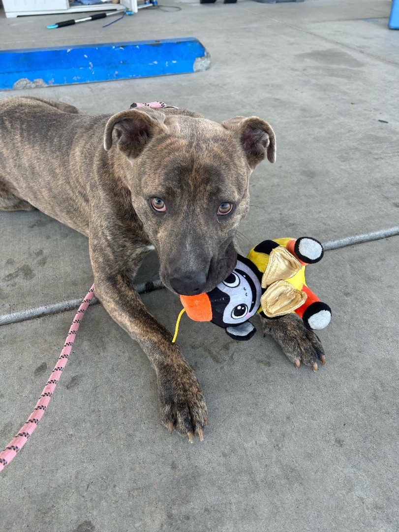 Enlarge Brother Bear, a Adopted mixed breed in South Lake Tahoe, CA image 1/6