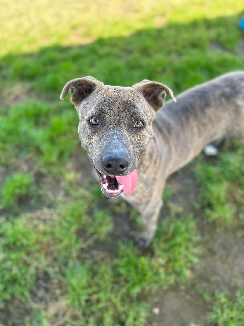 Enlarge Brother Bear, a Adopted mixed breed in South Lake Tahoe, CA image 2/6