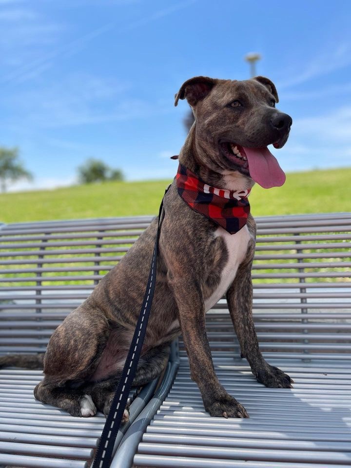 Enlarge Brother Bear, a Adopted mixed breed in South Lake Tahoe, CA image 3/6