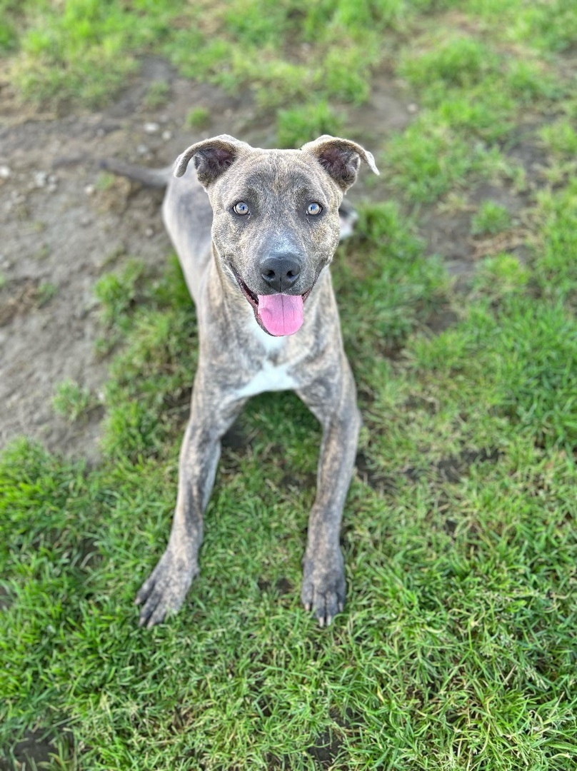 Enlarge Brother Bear, a Adopted mixed breed in South Lake Tahoe, CA image 4/6
