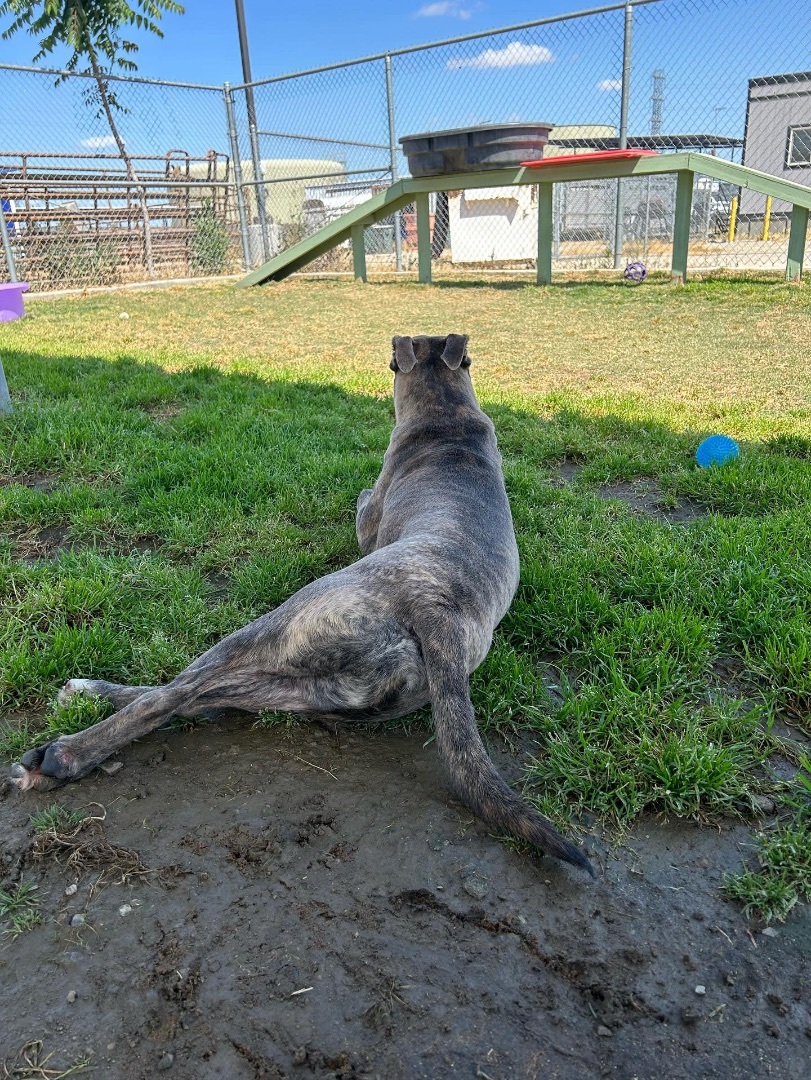 Enlarge Brother Bear, a Adopted mixed breed in South Lake Tahoe, CA image 5/6