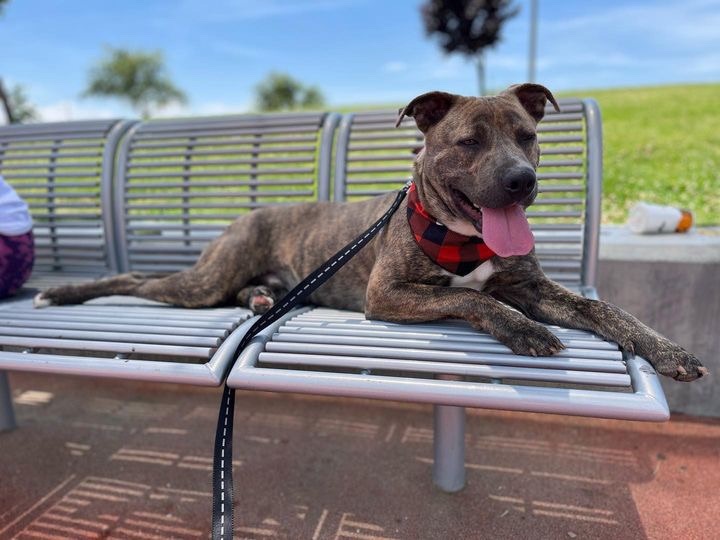 Enlarge Brother Bear, a Adopted mixed breed in South Lake Tahoe, CA image 6/6