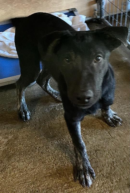 Ranger, a ADOPTABLE mixed breed in Polson, MT image 2/3