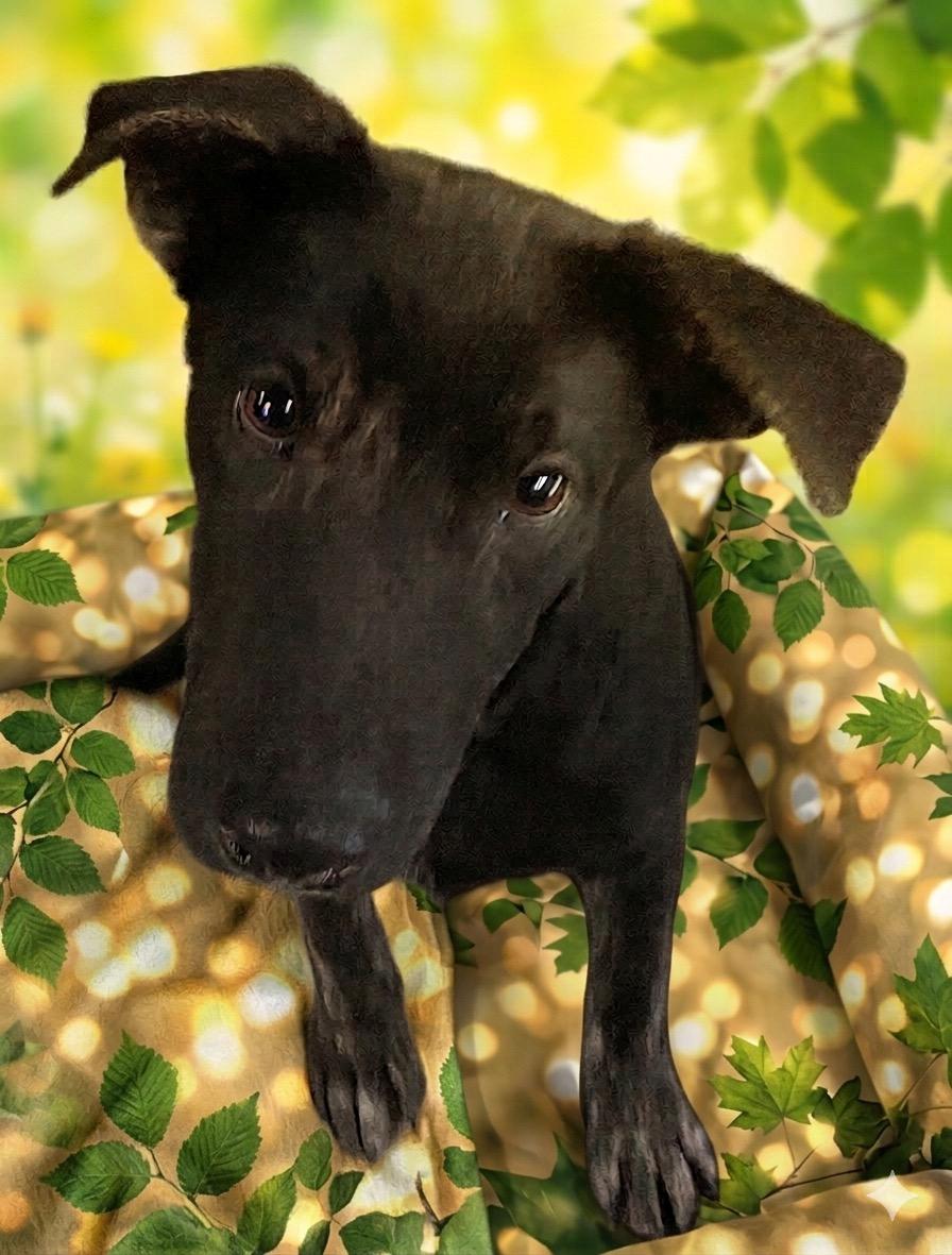 Ranger, a ADOPTABLE mixed breed in Polson, MT image 1/3