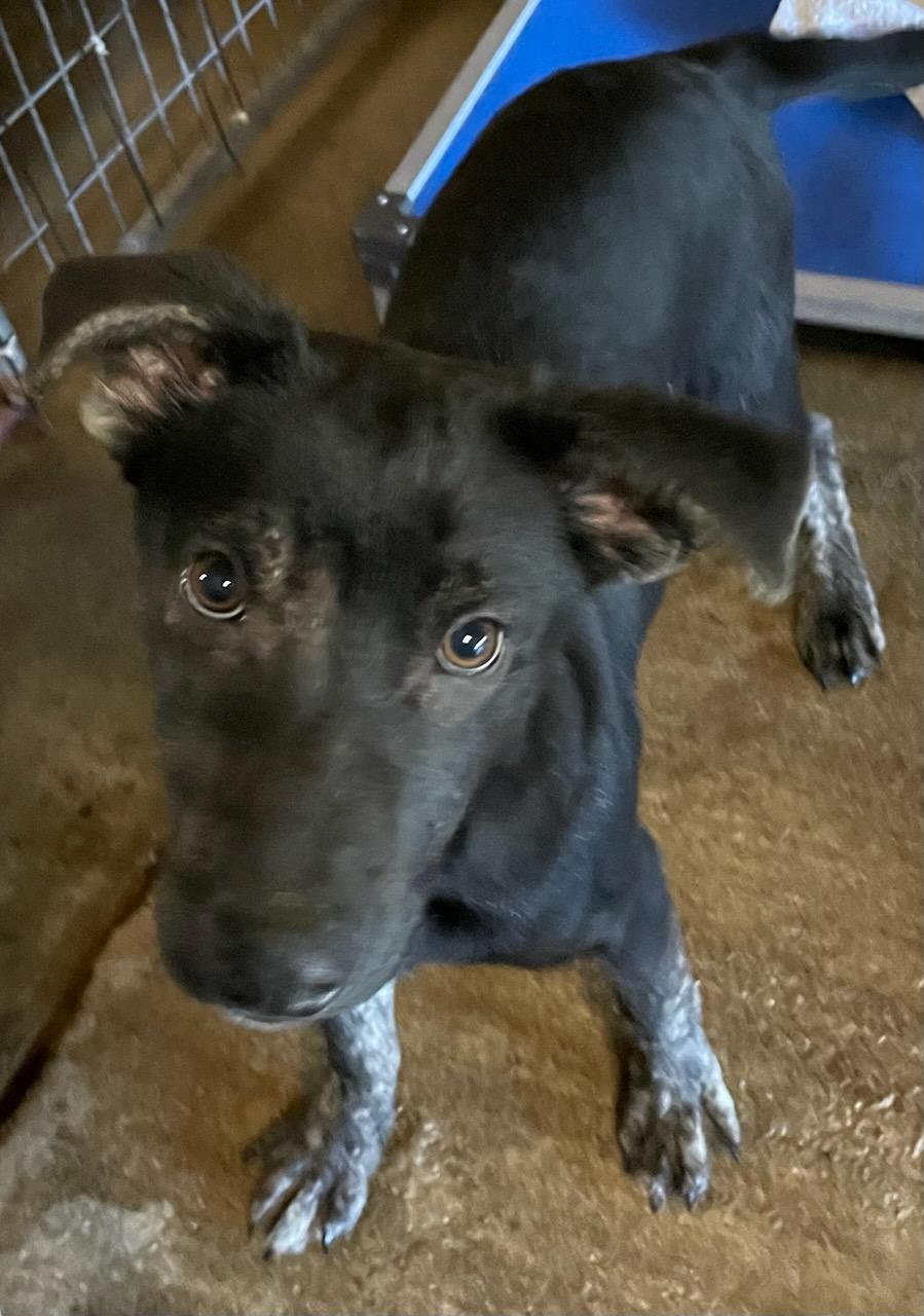 Ranger, a ADOPTABLE mixed breed in Polson, MT image 3/3