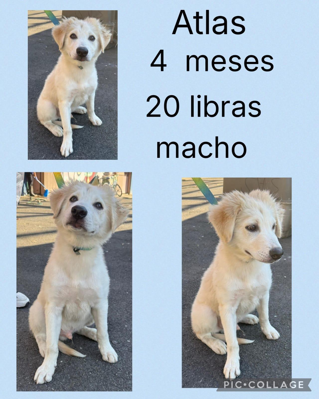 Atlas, Adoptable, Young Male Labrador Retriever & Maremma Sheepdog.