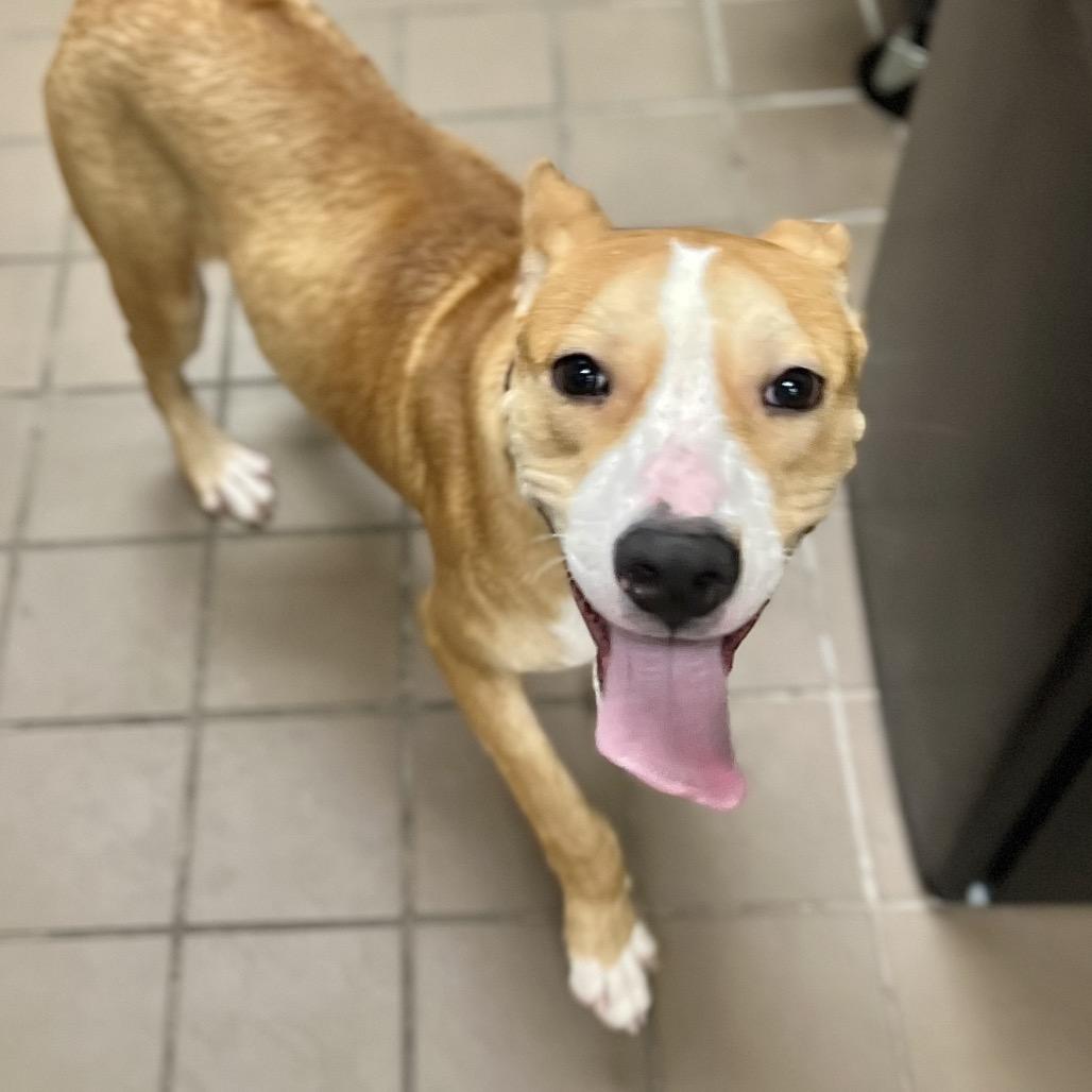 Enlarge Ethel, a Adoptable Mixed Breed in Wantagh, NY image 3/6