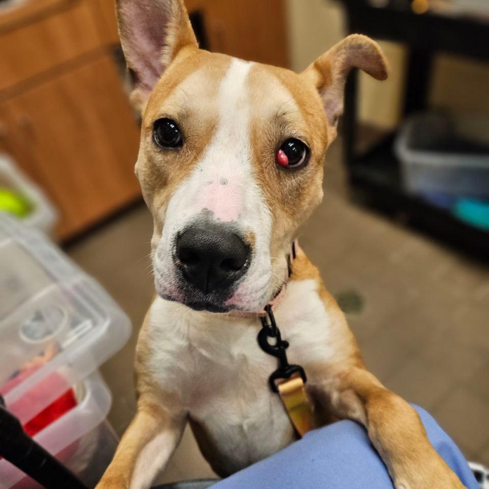 Enlarge Ethel, a Adoptable Mixed Breed in Wantagh, NY image 5/6