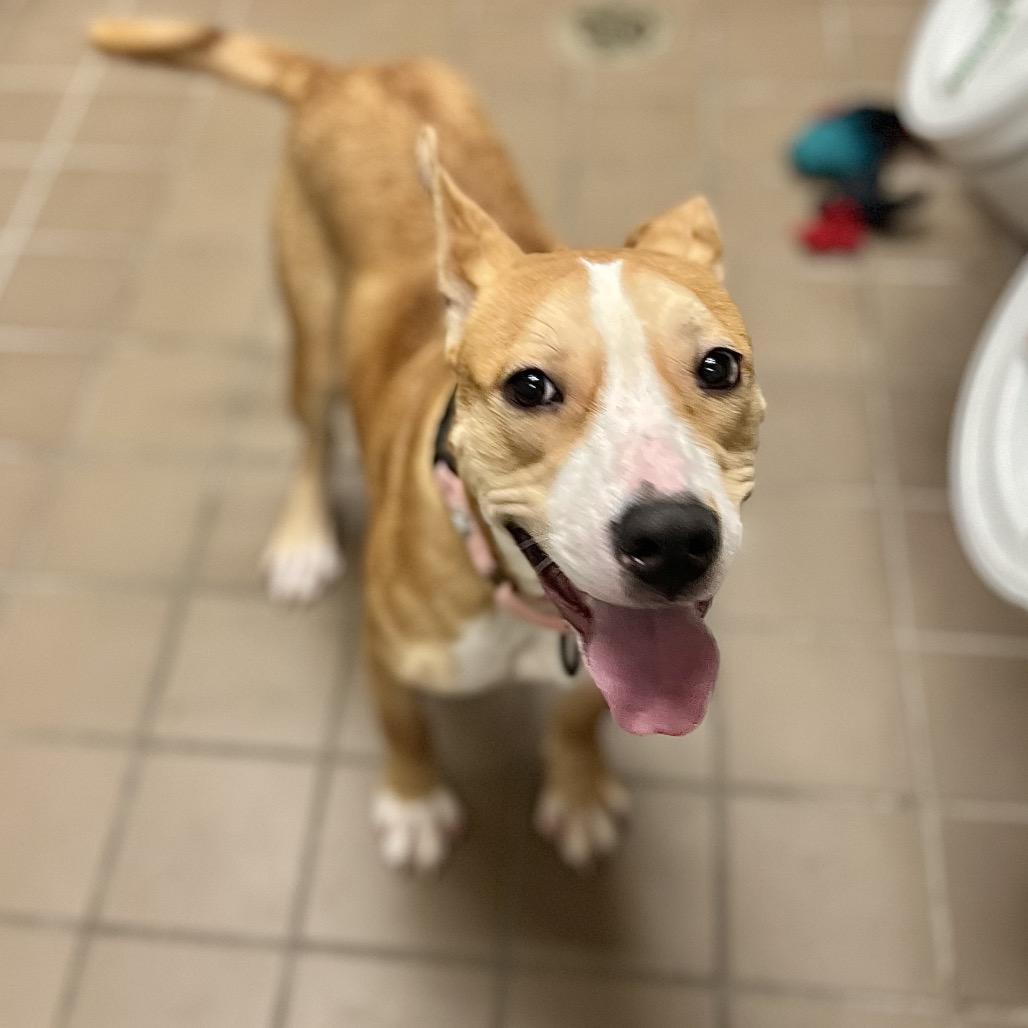 Enlarge Ethel, a Adoptable Mixed Breed in Wantagh, NY image 6/6