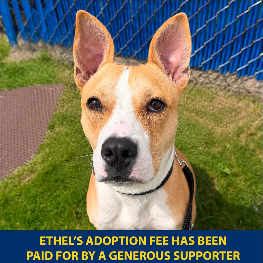 Enlarge Ethel, a Adoptable Mixed Breed in Wantagh, NY image 5/5