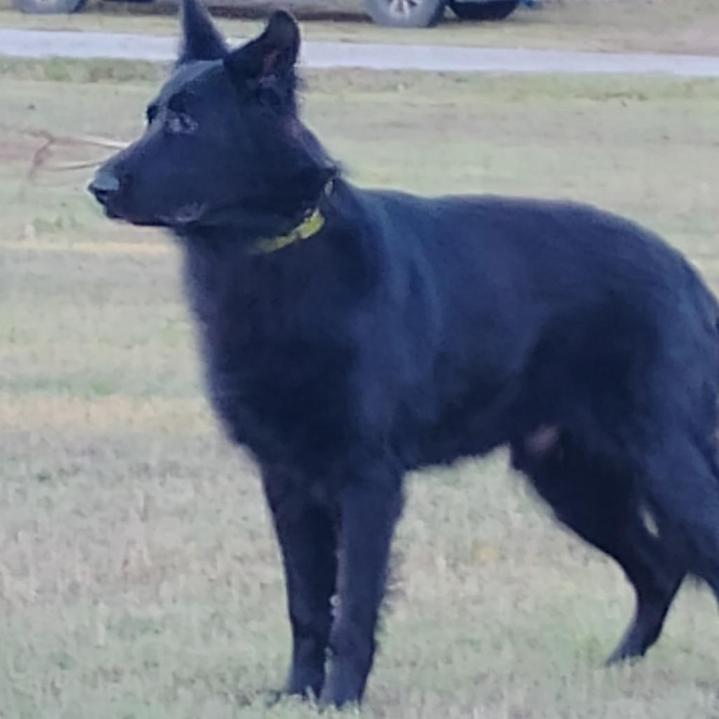 Enlarge Gunner, a Adoptable German Shepherd Dog in Pittsburg, KS image 1/1