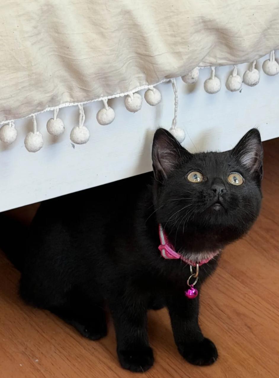 Velvet, a ADOPTABLE Domestic Short Hair in Weehawken, NJ image 4/5