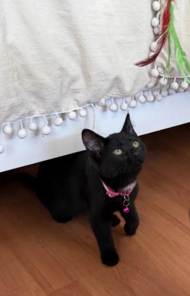 Velvet, a ADOPTABLE Domestic Short Hair in Weehawken, NJ image 2/5