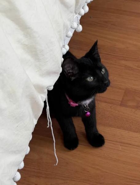Velvet, a ADOPTABLE Domestic Short Hair in Weehawken, NJ image 3/5