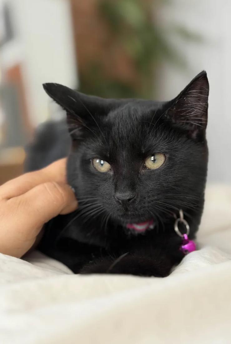Velvet, ADOPTABLE, Kitten Female Domestic Short Hair.
