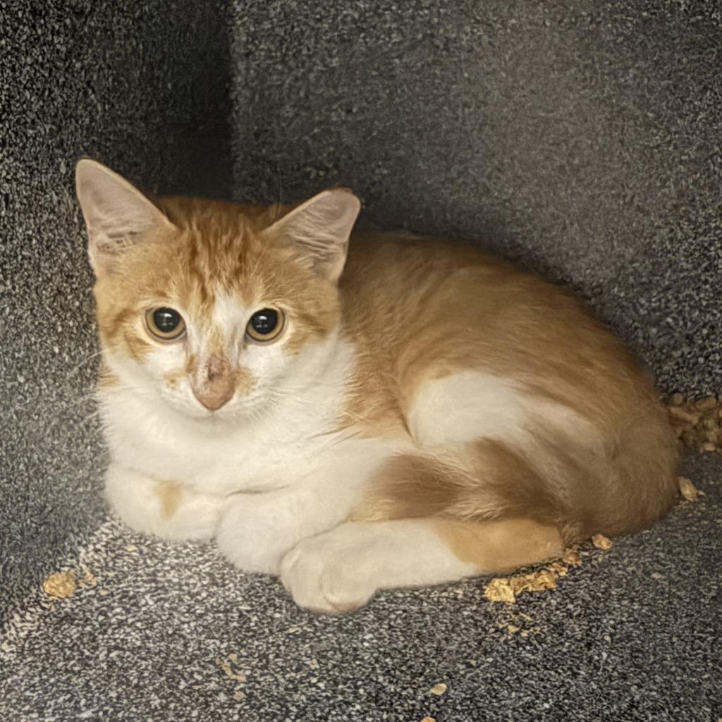 Trader Joe, a Adoptable mixed breed in Brenham, TX image 3/3