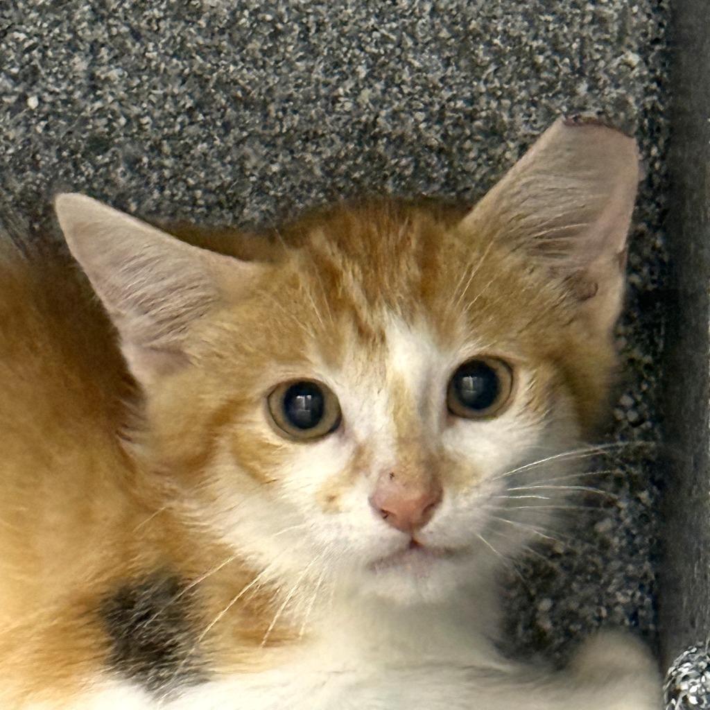 Trader Joe, a Adoptable mixed breed in Brenham, TX image 1/3