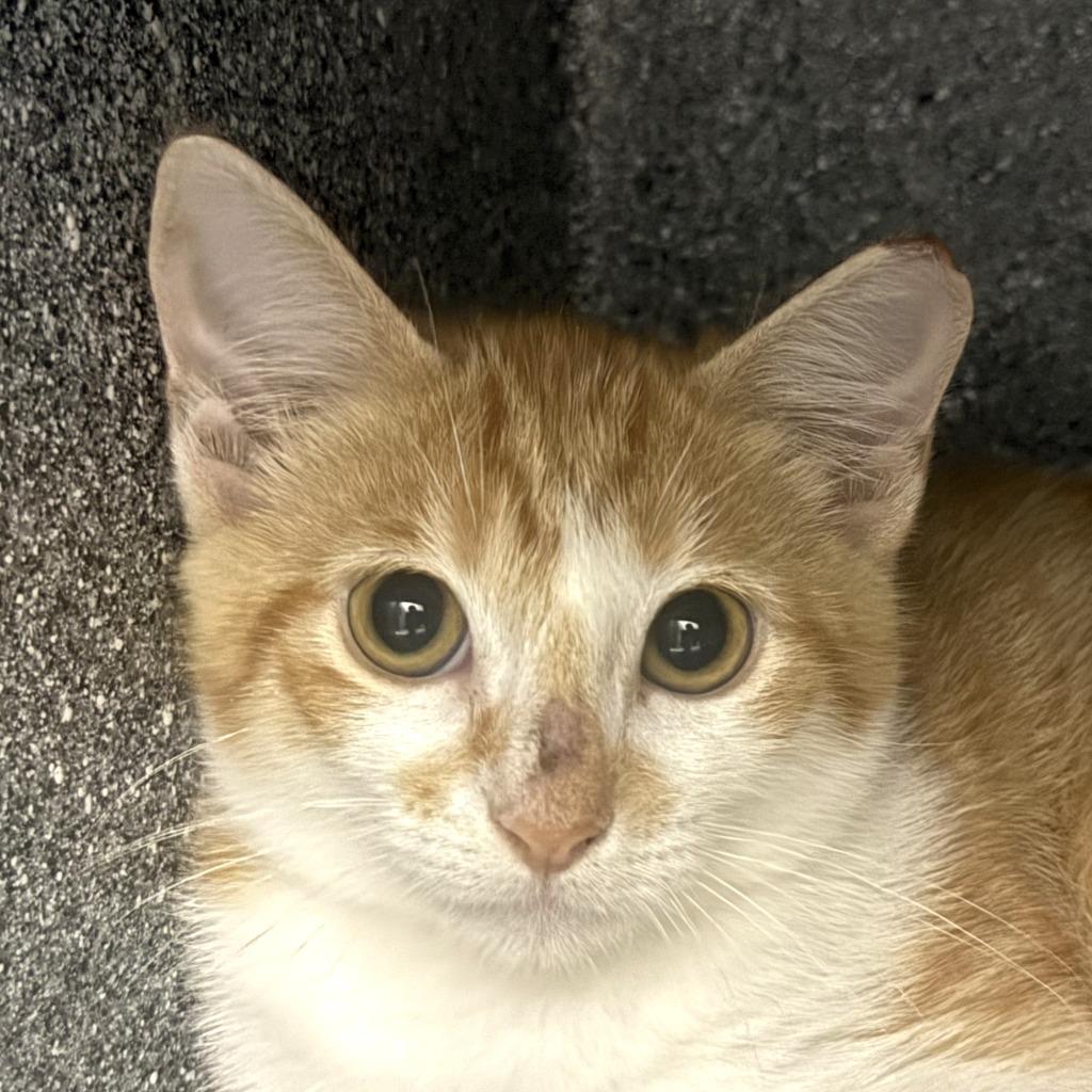 Trader Joe, Adoptable, Kitten Male Domestic Short Hair.