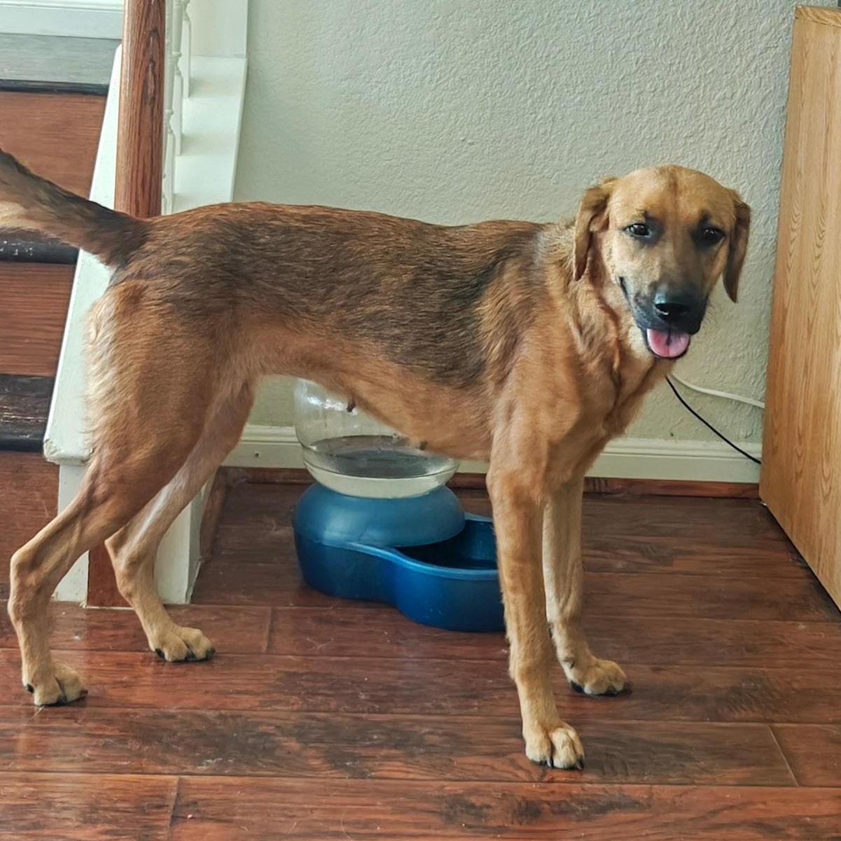 Honey, Adoptable, Young Female Black and Tan Coonhound & Labrador Retriever.