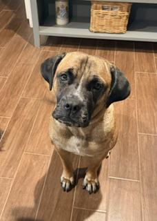 Enlarge Elsie, a Adoptable mixed breed in Cincinnati, OH image 6/6