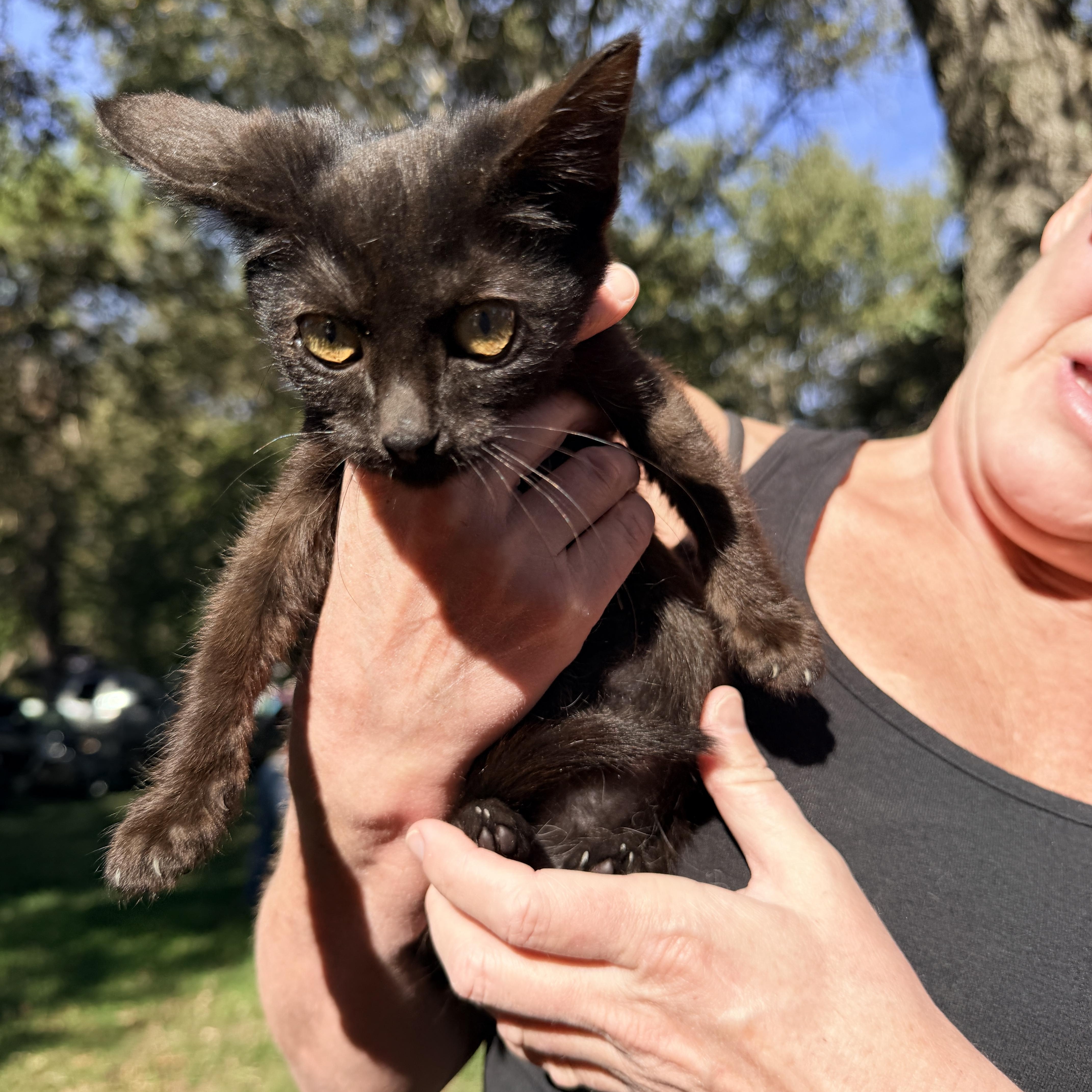 Truffle, Adoptable, Kitten Female Domestic Short Hair.
