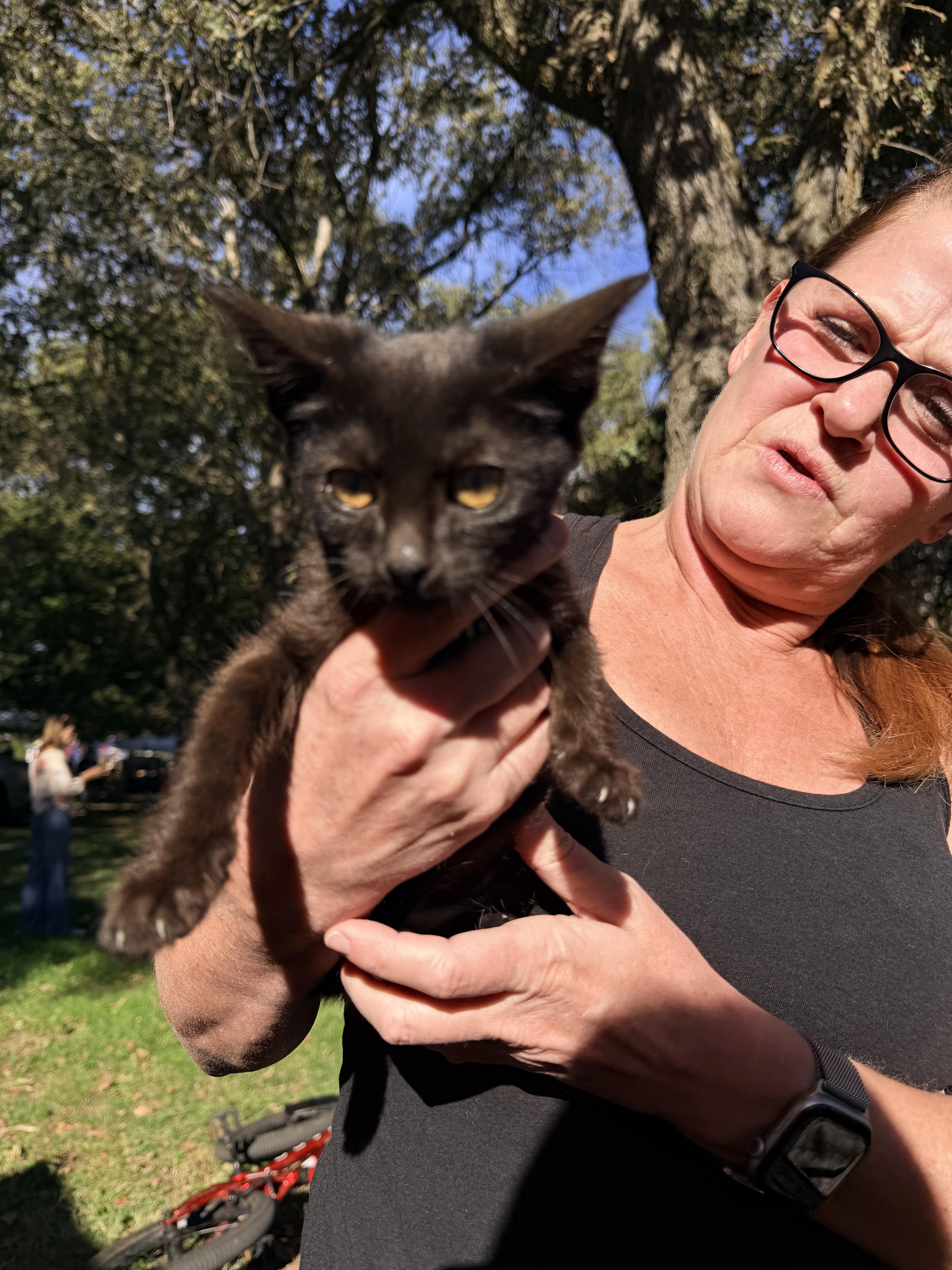 Enlarge Truffle, a Adoptable Domestic Short Hair in Penryn, CA image 3/3