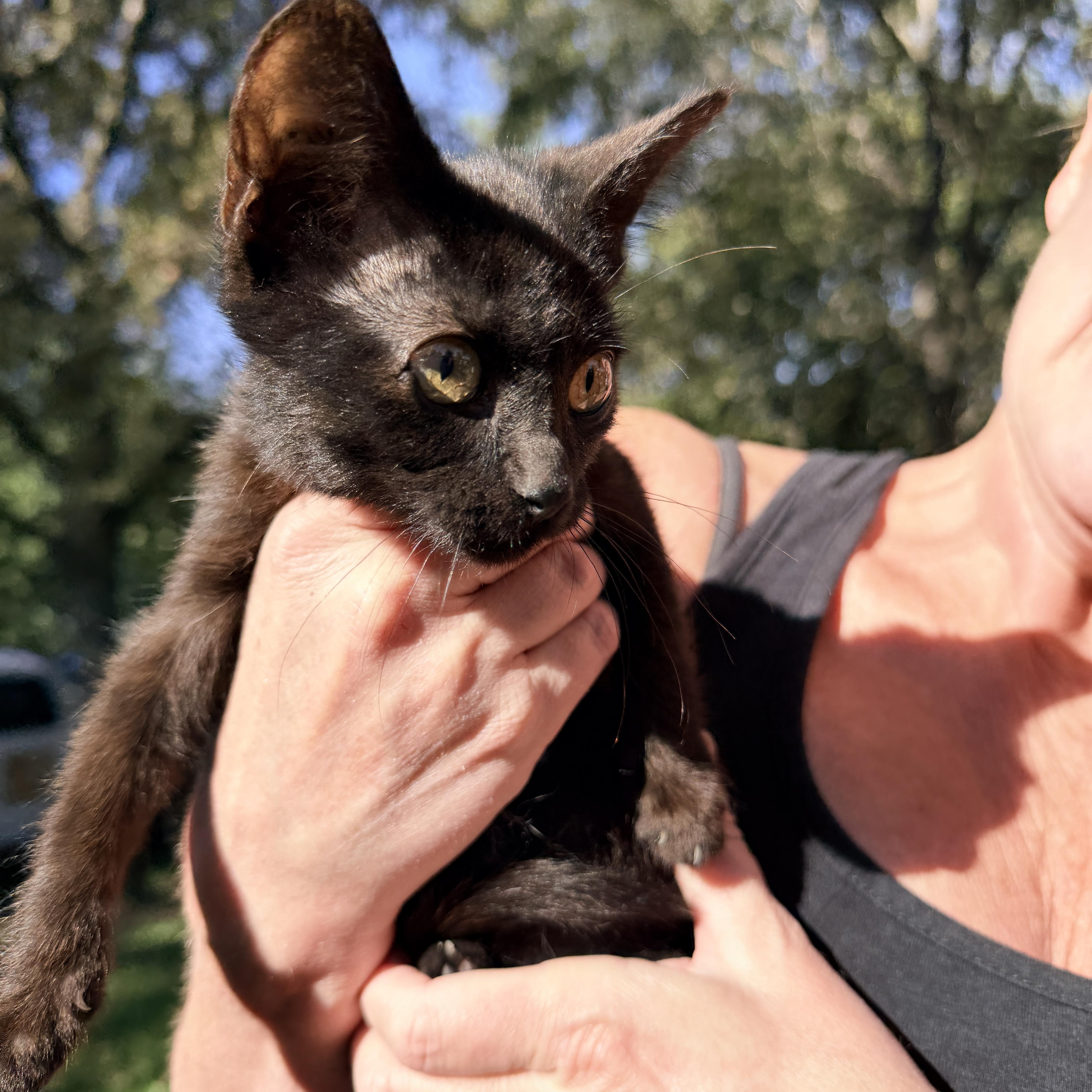 Enlarge Truffle, a Adoptable Domestic Short Hair in Penryn, CA image 2/3