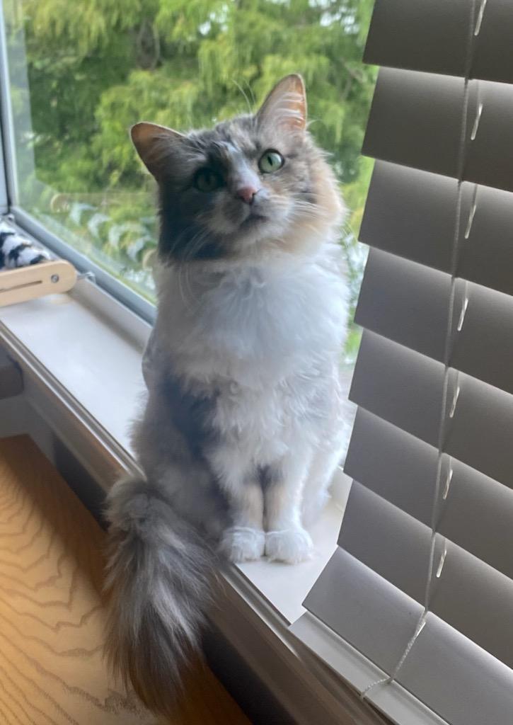 Dinah *forever foster eligible*, an adoptable Dilute Calico in Maitland, FL, 32794 | Photo Image 1