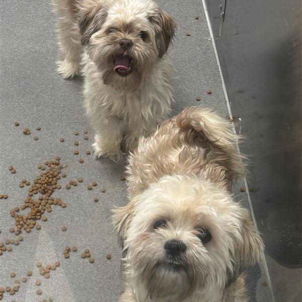 Ciilo, Adoptable, Adult Female Shih Tzu.