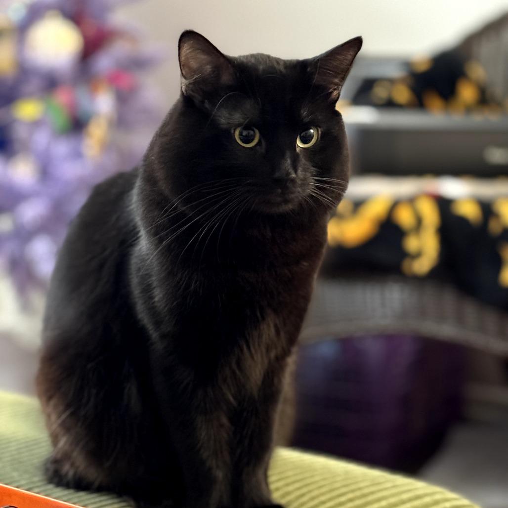 Hades — thumbnail 2