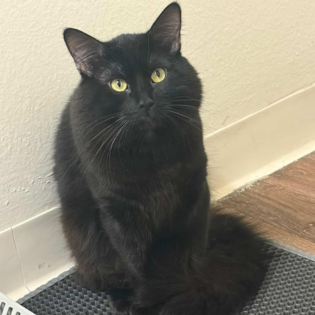 Hades — thumbnail 3