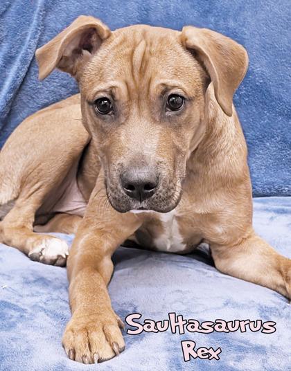 Saultasaurus Rex (in foster), a Adoptable mixed breed in Mason, MI image 1/3