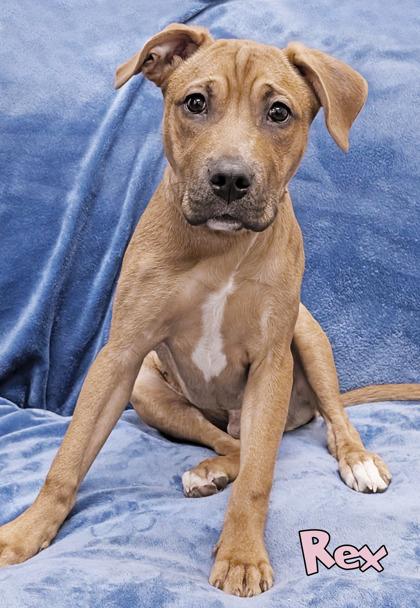 Saultasaurus Rex (in foster), a Adoptable mixed breed in Mason, MI image 2/3