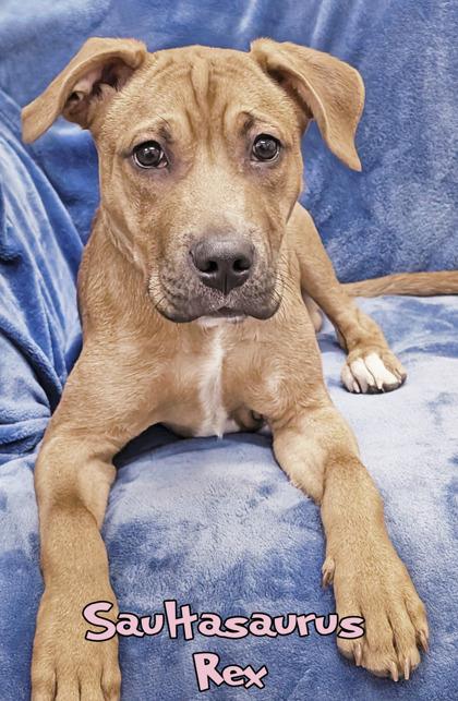 Saultasaurus Rex (in foster), a Adoptable mixed breed in Mason, MI image 3/3
