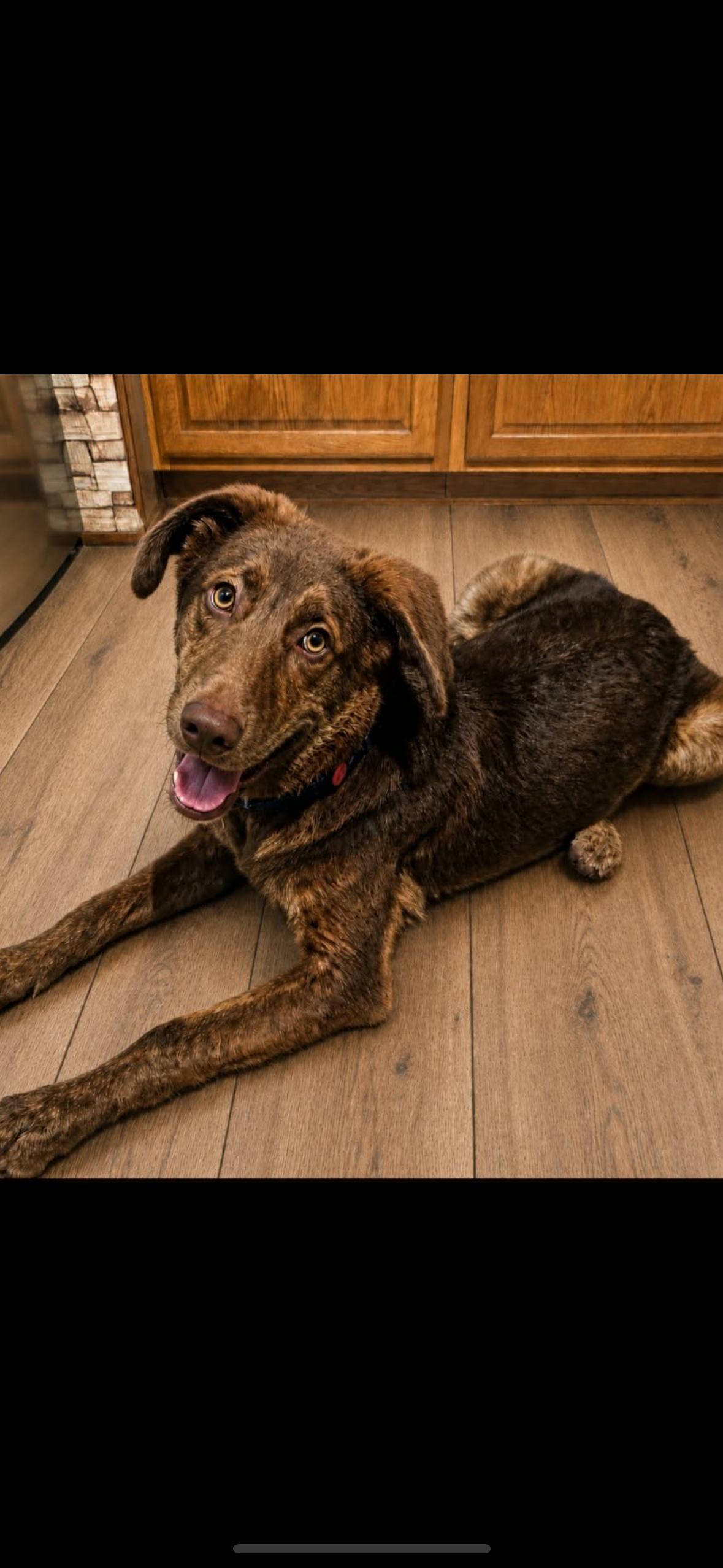 Brutus, Adoptable, Young Male Plott Hound.