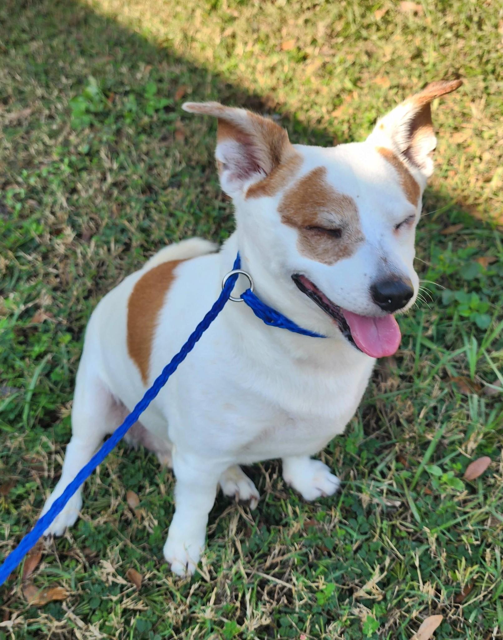Enlarge Pete, a ADOPTABLE Chihuahua in Lorida, FL image 2/3