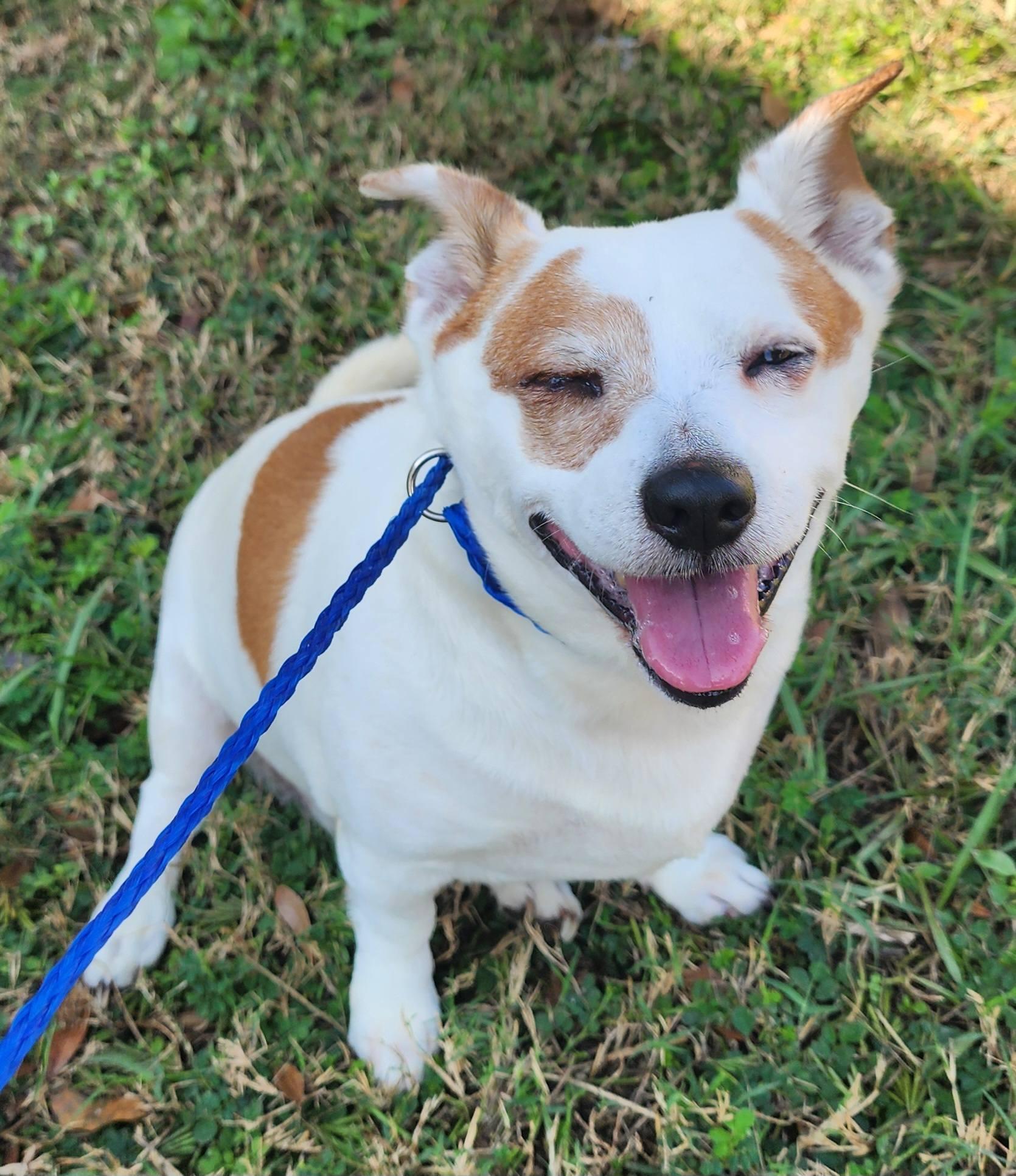 Enlarge Pete, a ADOPTABLE Chihuahua in Lorida, FL image 3/3
