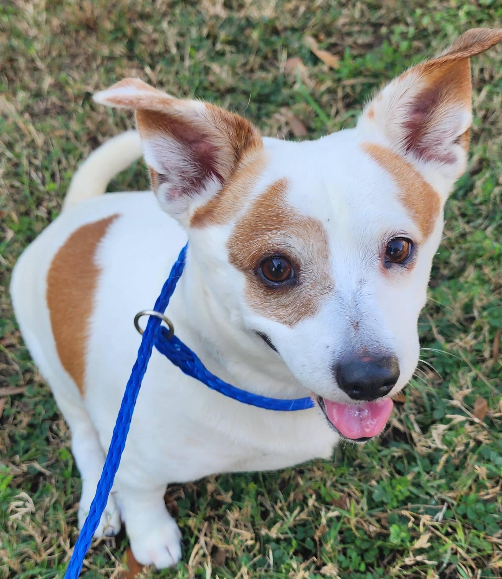 Pete, ADOPTABLE, Adult Male Chihuahua.