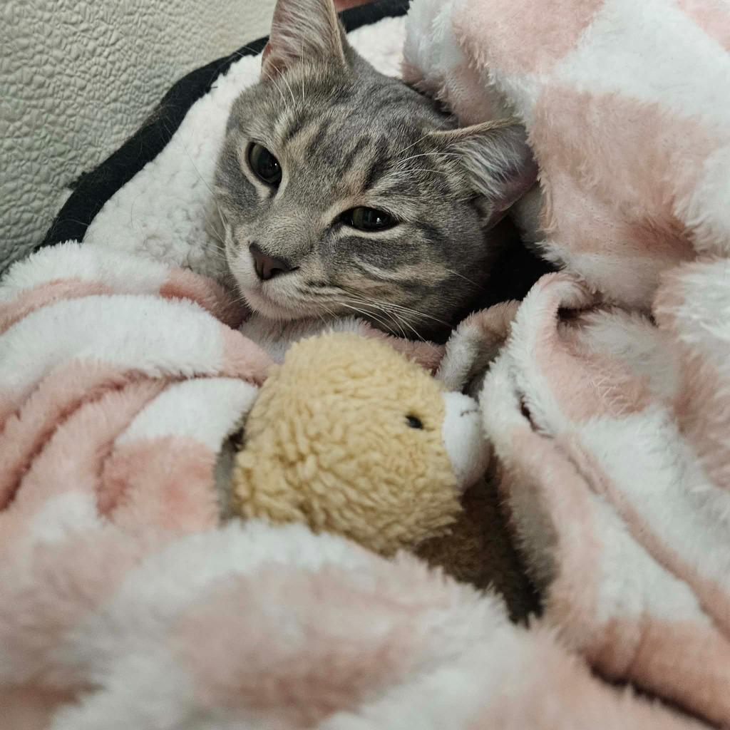 Sandy, Adoptable, Young Female Domestic Short Hair.