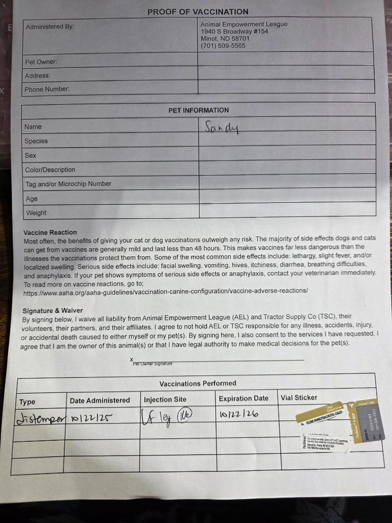 Sandy, a Adoptable mixed breed in Minot, ND image 2/6