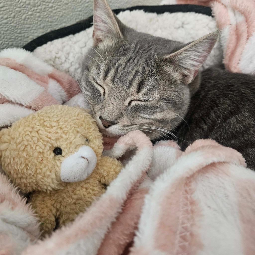 Sandy, a Adoptable mixed breed in Minot, ND image 3/6